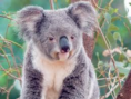 /album/fotogalerij/koala-png/